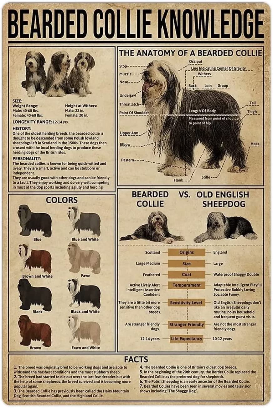 rayprint Wall Art Bearded Collie Knowledge Metal Tin Signs Bearded Collie Infographic Posters Zoology Guide Plaques Classrooms Office Room Wall Decor 8x12inches