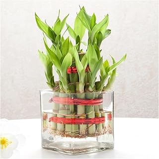 SPHINX Square Decorative Glass Vase for Flowers Live Plants Bamboo Money Plants Home Decor Office Living Room Table Decorations, Vases for Home Decor,Modern Glass Vase, Gift, VASE ONLY NO Flowers -