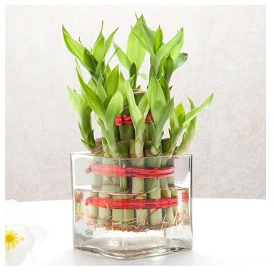 SPHINX Square Decorative Glass Vase for Flowers Live Plants Bamboo Money Plants Home Decor Office Living Room Table Decorations, Vases for home decor,Modern Glass Vase, Gift, VASE ONLY NO FLOWERS -