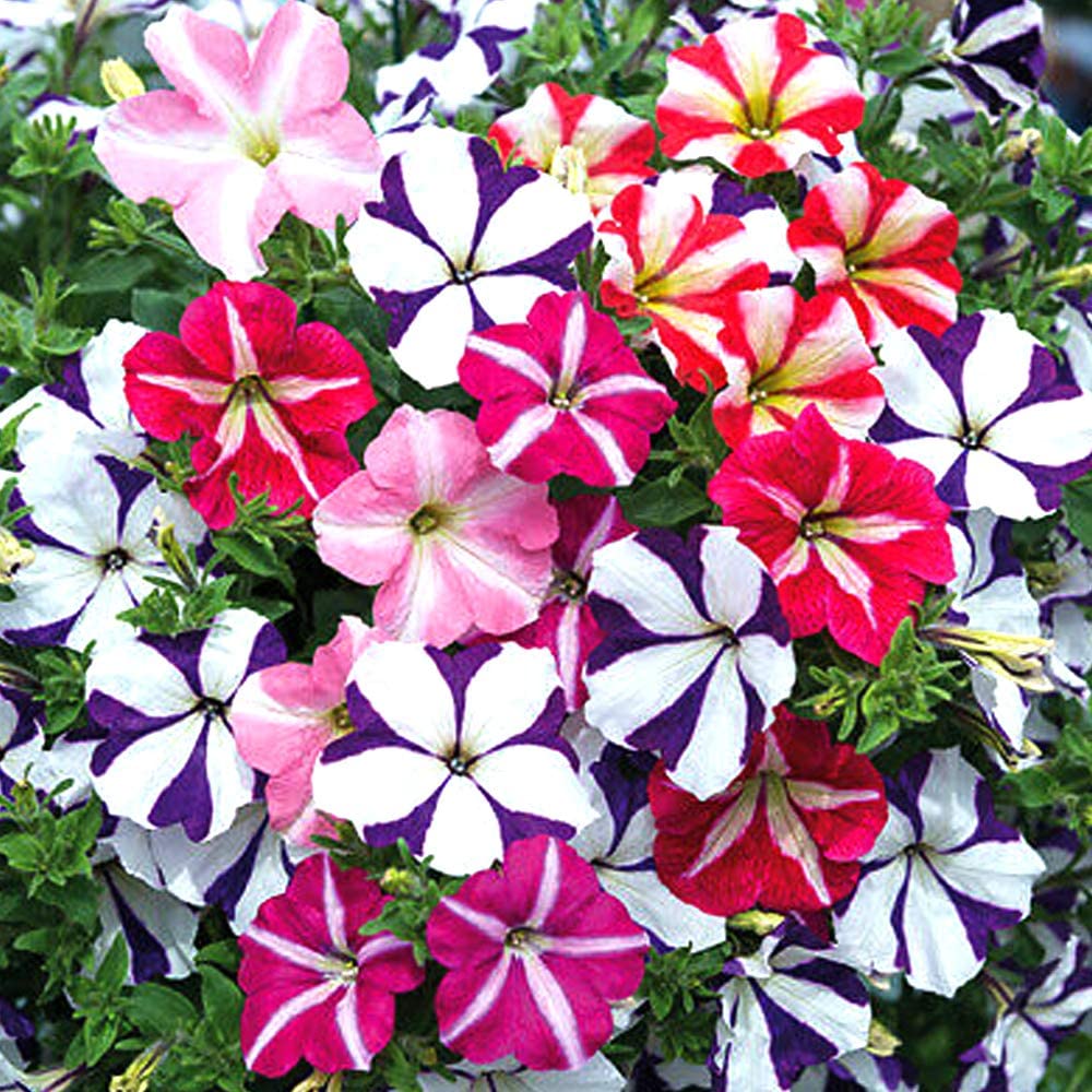 SRI SAI FORESTRY - Petunia Double Mix Flower Seeds Hybrid Mixed Colour Flower Seeds For Gardening & Planting pack of 100 seeds (B0CP45HYD2) Amazon Price History, Amazon Price Tracker