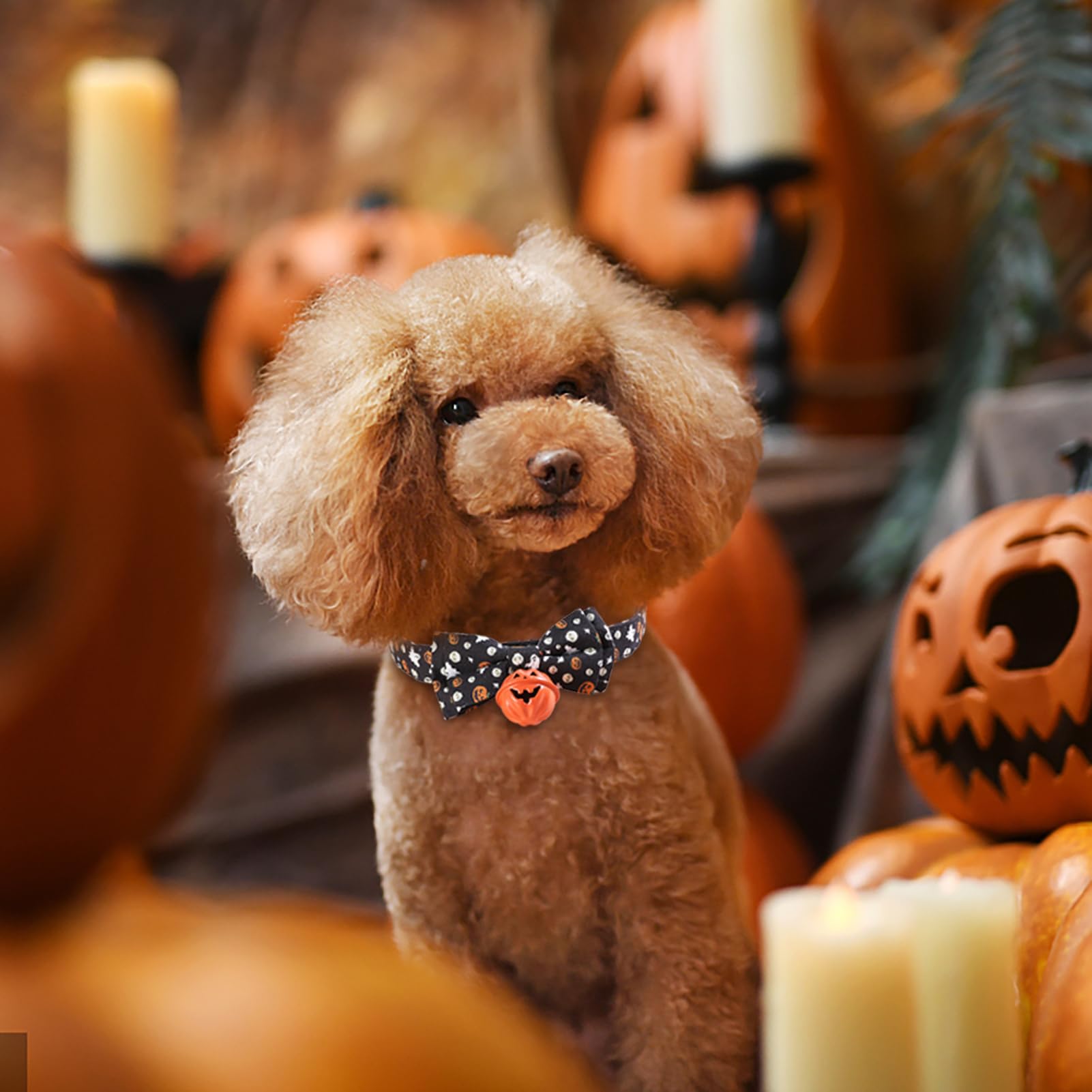 Amazon | ハロウィンペットの首輪 - かぼちゃの蝶ネクタイペットの首輪