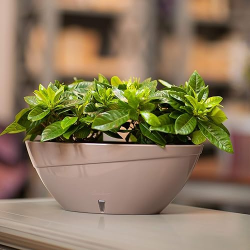 Miniatura 4 de DECOPOTS Maceta de forma ovalada para plantas, maceta de jade con riego automático, maceta de interior, macetas de plástico con drenaje para todas