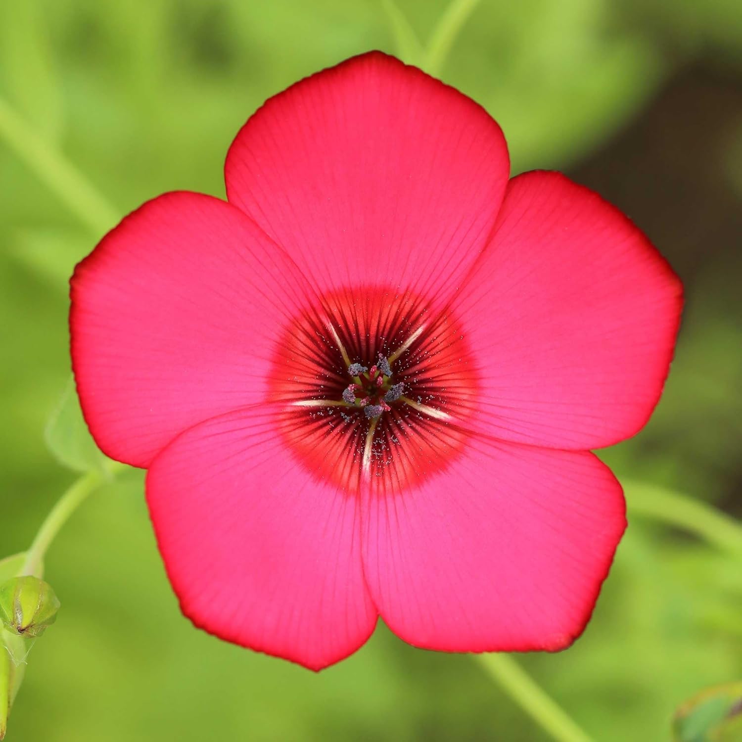 Eden Brothers Perennial Blue Flax Seeds