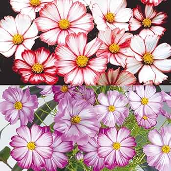 71shWLAJoQL._AC_UF350,