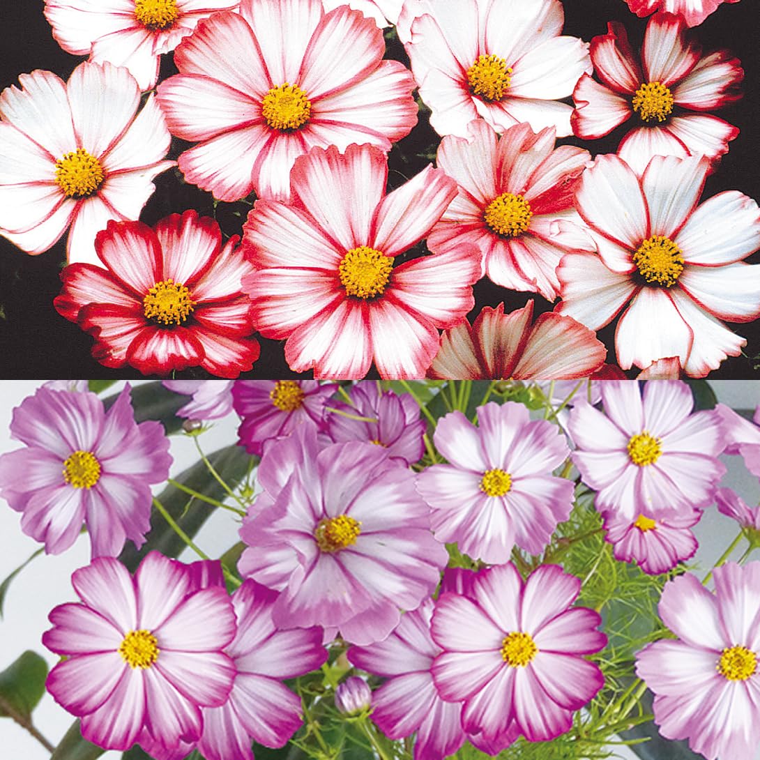 宿根コスモス類問い合わせ backend=imagemagick;version=1;