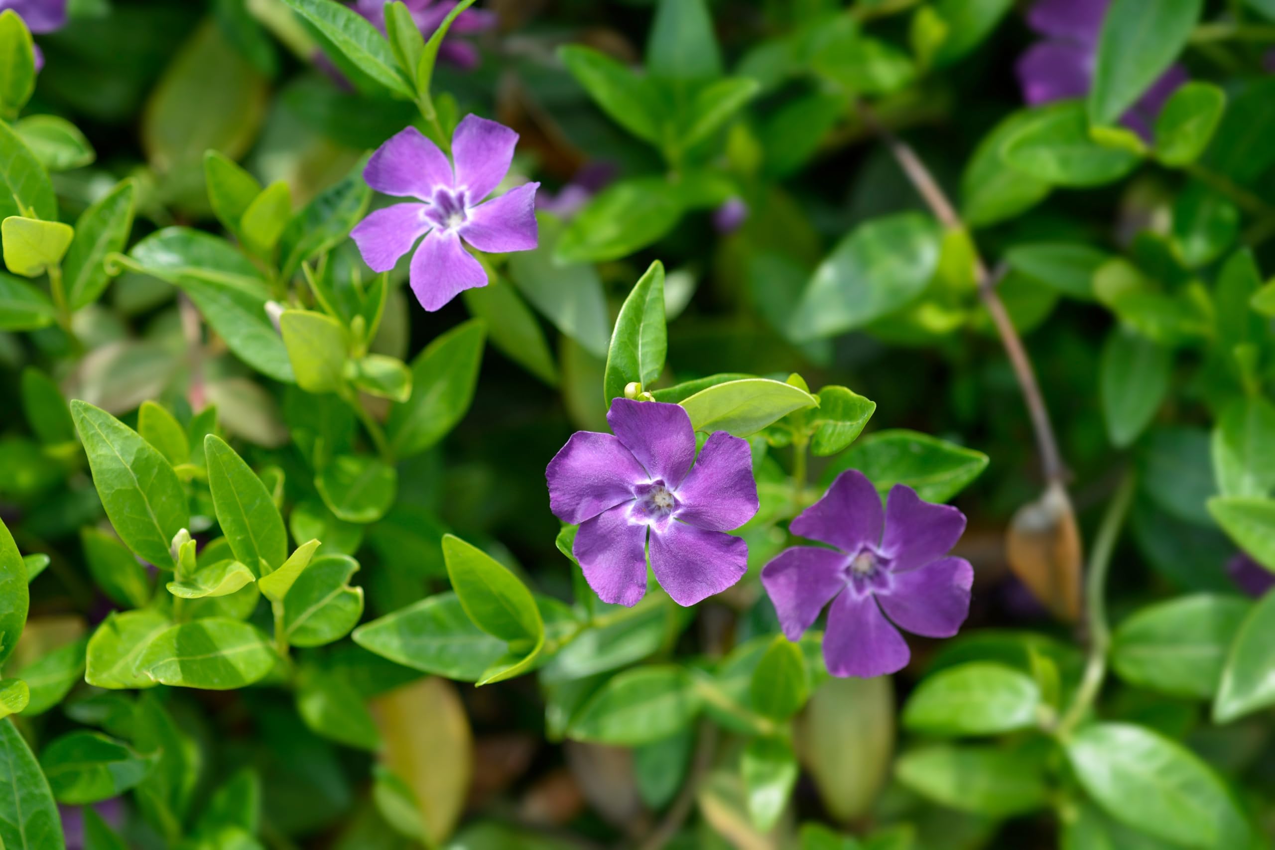 Stauden Gänge 10 x Vinca minor 'Rubra' Immergrün winterhart