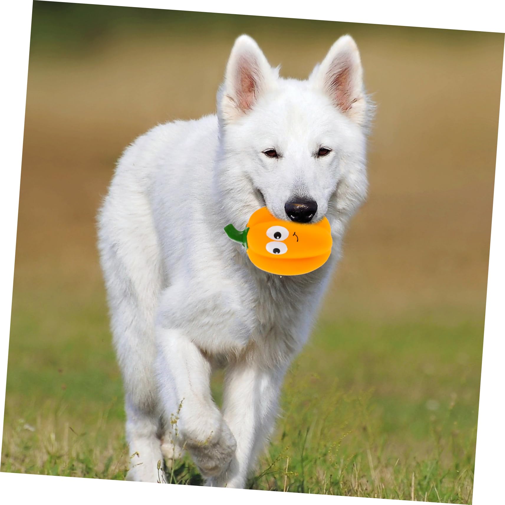 INOOMP 4pièces Jouet à Mâcher pour Chiens Forme De Citrouille Jouet Squeaky Interactif pour Nettoyage des Dents Et Entraînement des Animaux De Compagnie