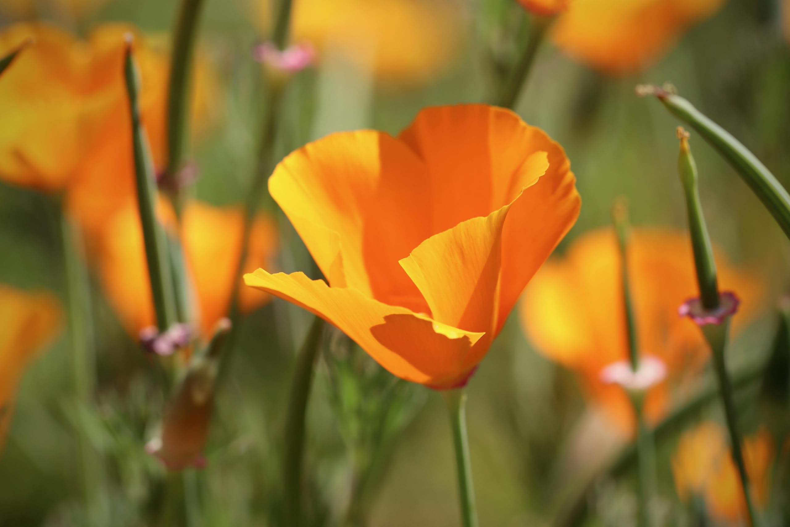 Goldmohn (Eschscholzia californica) Samen. Kalifornischer Mohn, Goldbecher. Heilpflanze (20000 Samen = 26,0g)