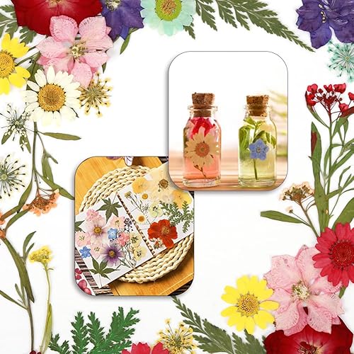 Vista 6 de 40 flores secas prensadas naturales de resina, flores secas para accesorios de resina con pinzas, flores secas para álbumes de recortes