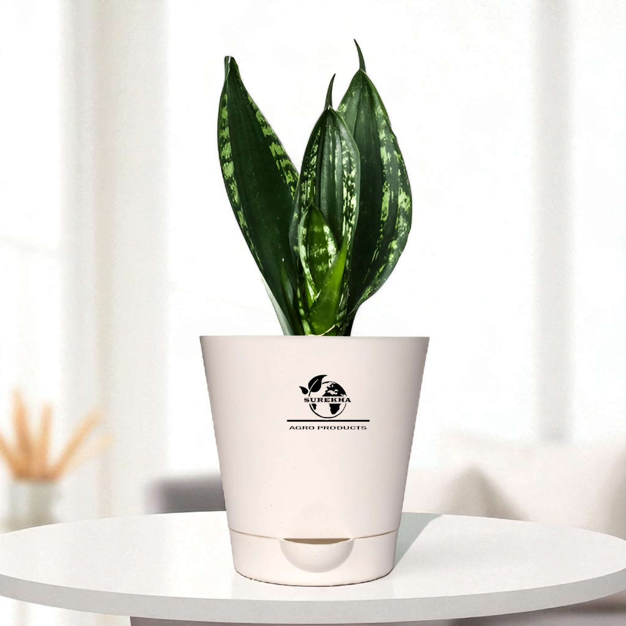 Surekha Snake Plant (Sansevieria Whitney) | Good Luck Snake Plant With Self-Watering Pot | Office Desk Balcony | Indoor live Plants For Bedroom | Perfect Indoor Plants With Pots (Aqua)-image-8