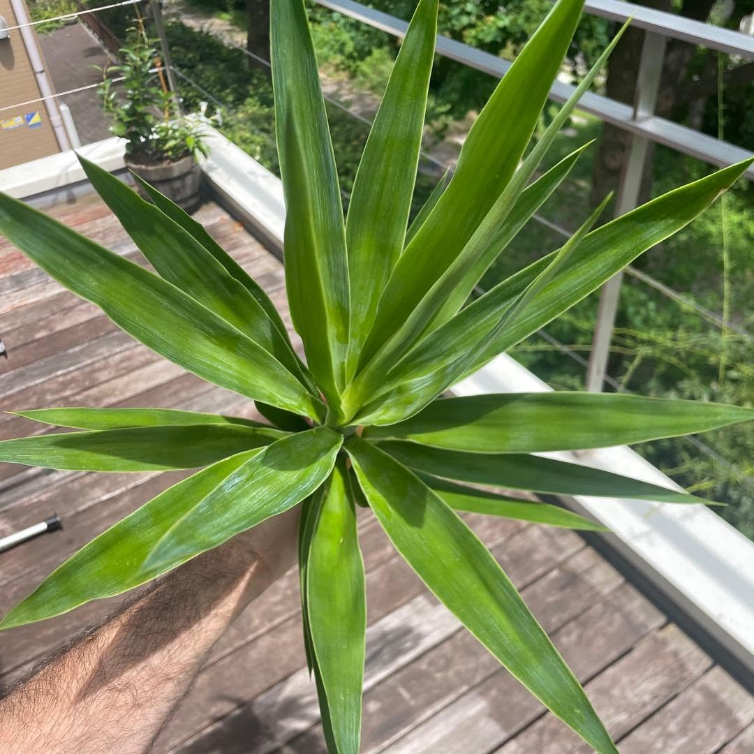 Amazon｜ユッカ エレファンティペス 45cm 観葉植物｜観葉植物