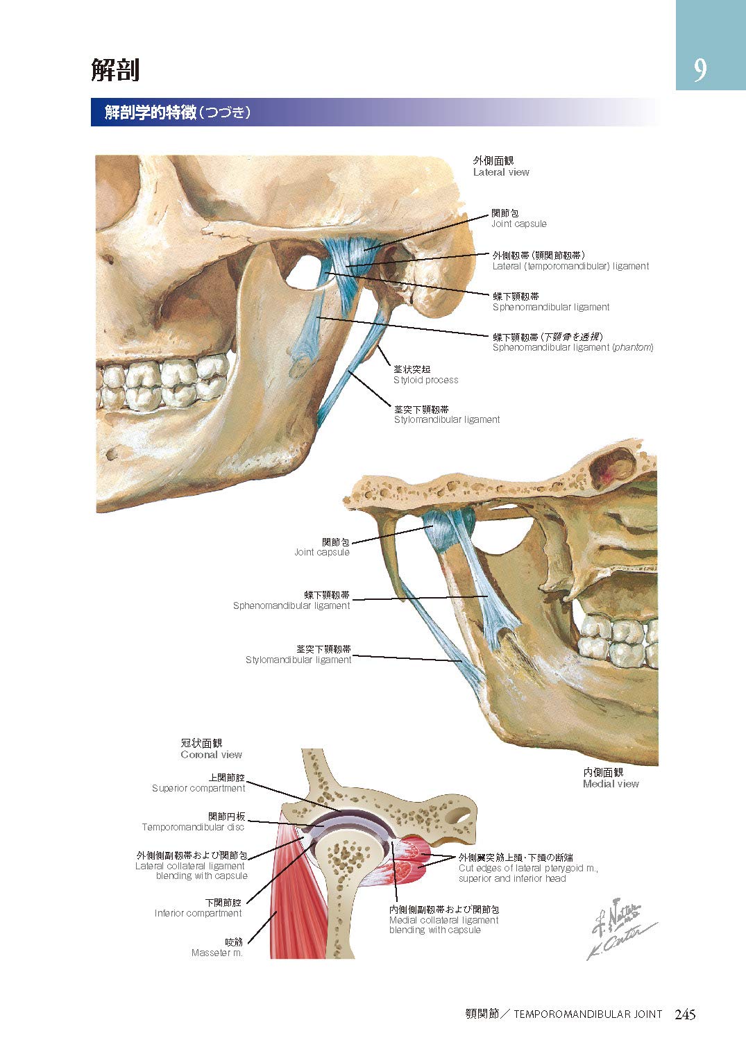 顎・顔面の形態学アトラス 医学書 歯髄腔 根管 著 田尻 滋 ARTPROMAN