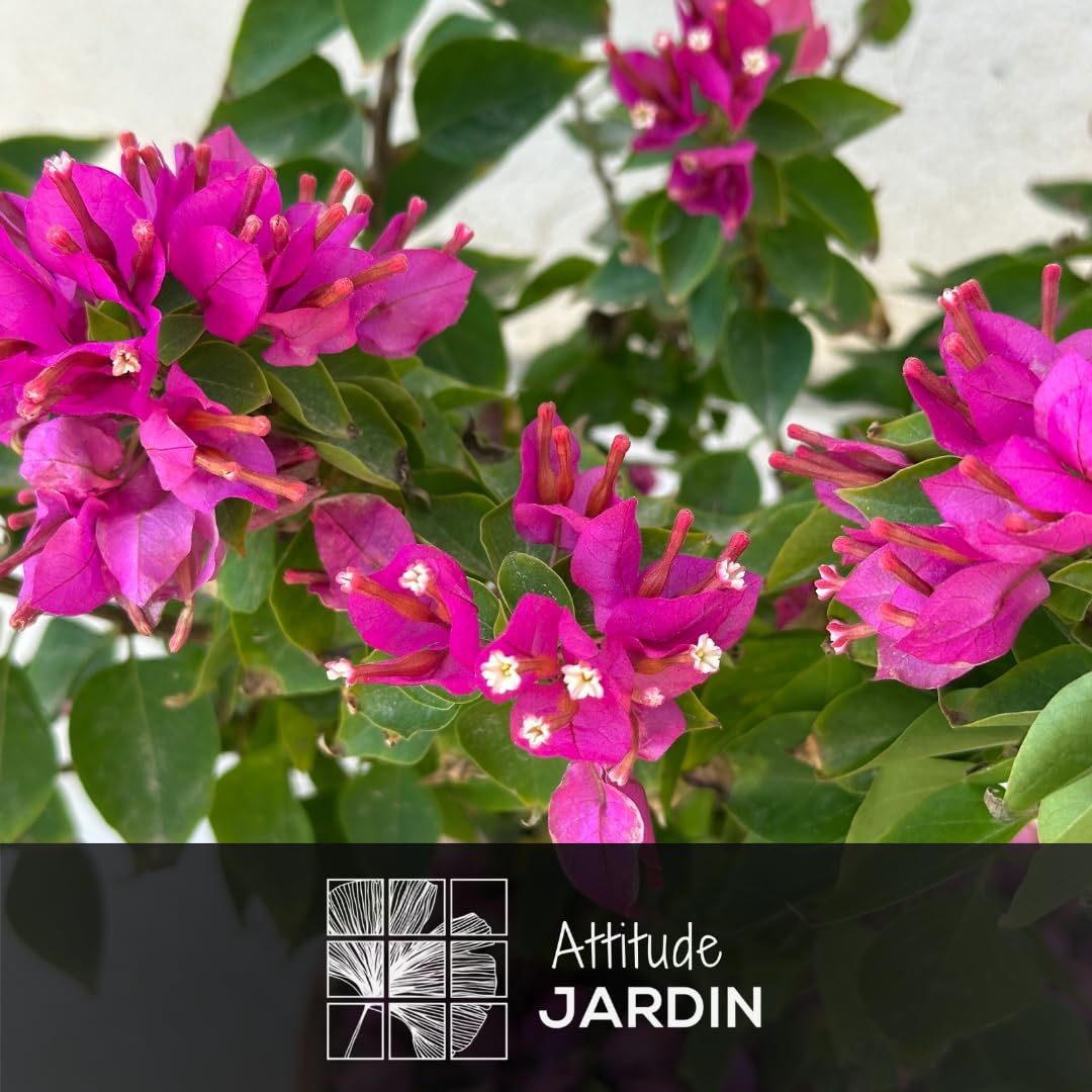 Attitude Jardin - Bougainvillier mini thaï - plante fleurie - 40-50 cm - ⌀ 19 cm - plante d'extérieur