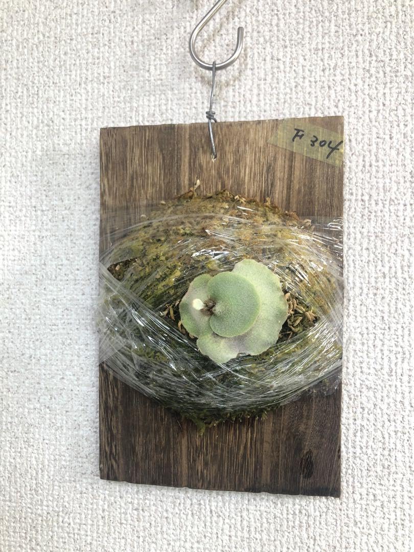 Amazon.co.jp: P Pewchan F304 