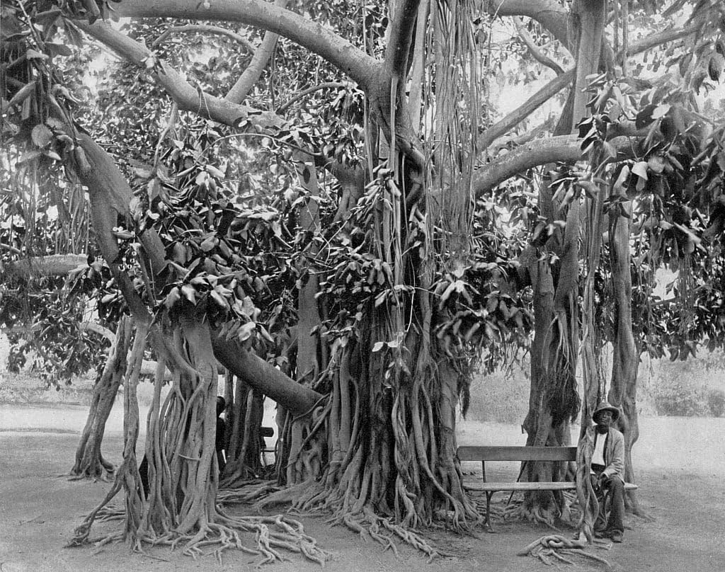 Tableau sur toile 58x90 cm Banyan Tree Park sans cadre - 4