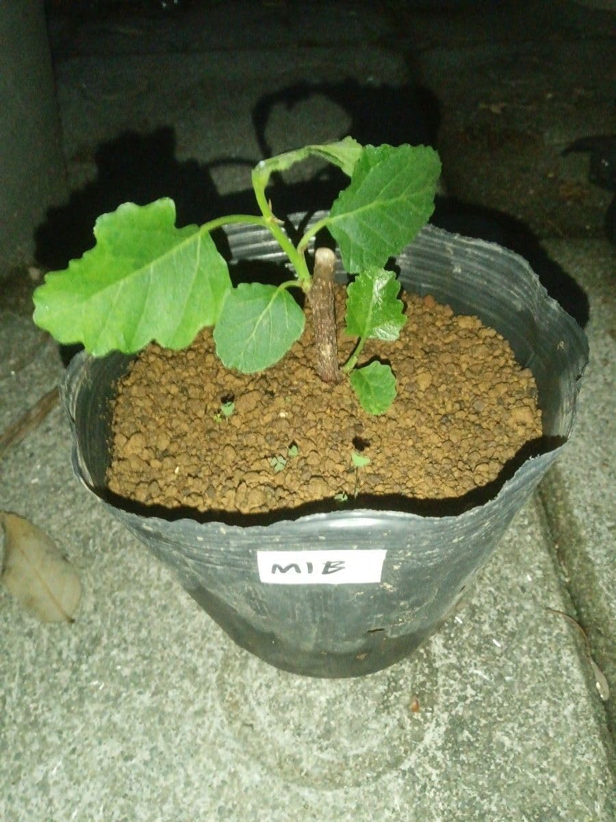 オリーブの木　ネバディロブランコ　10号　約100cm　NO.331　人気品種 オリーブの木 ネバディロブランコ 10号 約100cm NO.331 人気品種