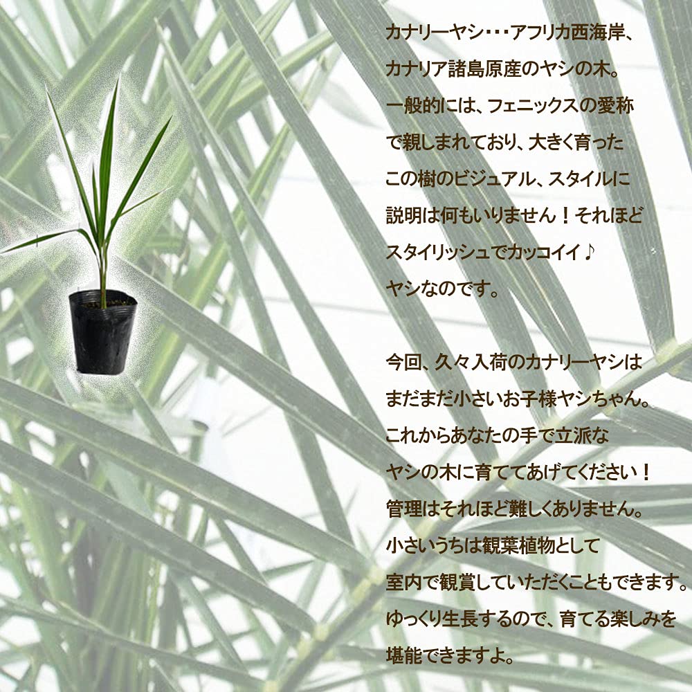 Amazon｜ヤシの木 カナリーヤシ フェニックス 5号ポット苗｜観葉植物