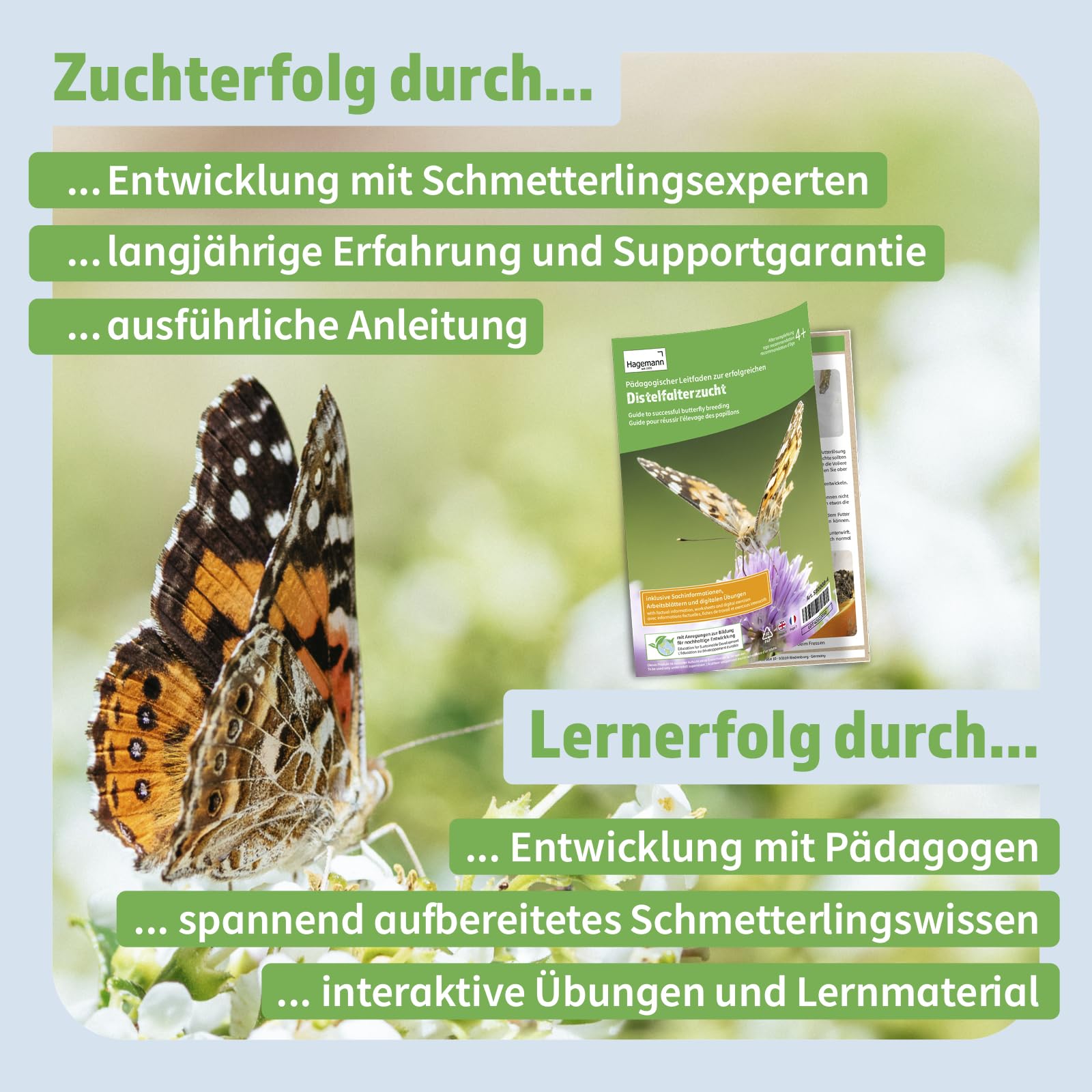 Hagemann Schmetterlingszucht-Set, Starter (mit Gutschein für 5-7 Raupen) | Entwicklung von der Raupe zum einheimischen Distelfalter beobachten | Inklusive Lernmaterialien