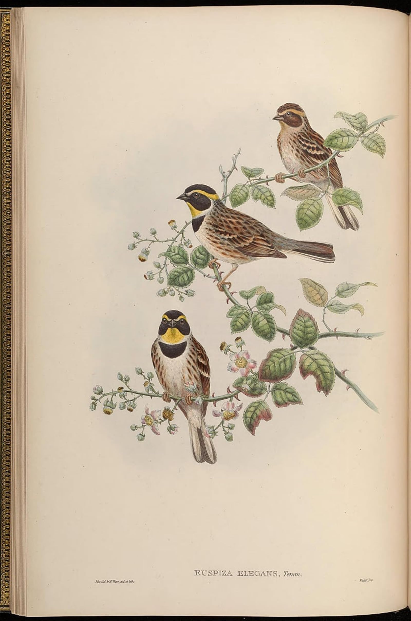 POSTERIIk Vintage Art Print Images Pictures Print Animal Bird Euspiza Elegans Emberiza Elegans by John Gould Modern Colour Posters for Office Home Decor 60x90cm