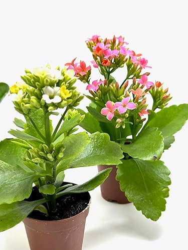 Miniatura 3 de Kalanchoe - Plantas suculentas en macetas de 2 pulgadas (colores surtidos, juego de 3)