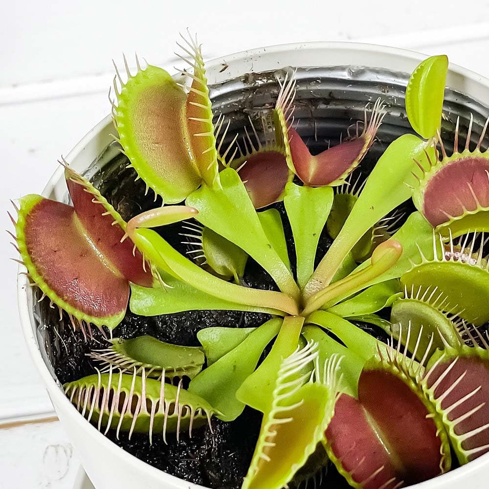 Amazon.co.jp: PLANCHU 食虫植物 ディオネア ムスキプラ 3.5号鉢