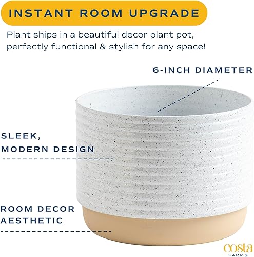 Miniatura 63 de Costa Farms Palma de bambú, planta de interior fácil de cultivar, planta de interior viva en maceta decorativa, decoración de habitación u oficina