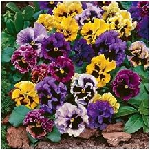 PREMIER SEEDS DIRECT - Pansy - Masterpiece Rococo Mix - 600 Finest Seeds