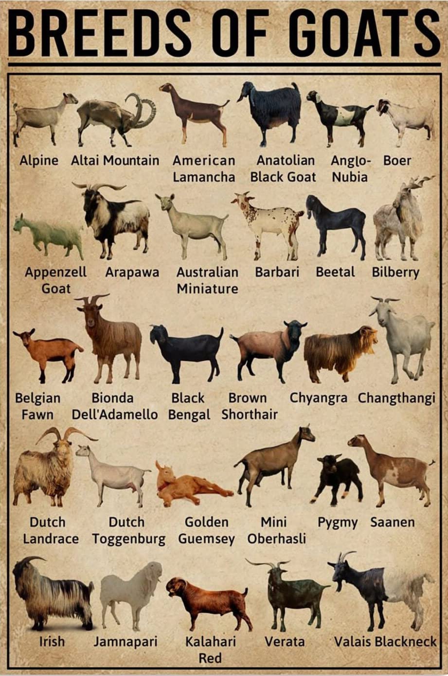Tnnd Breeds Of Goat Decor Poster Wall Art Decor Metal Sign Poster 8X12 Inches