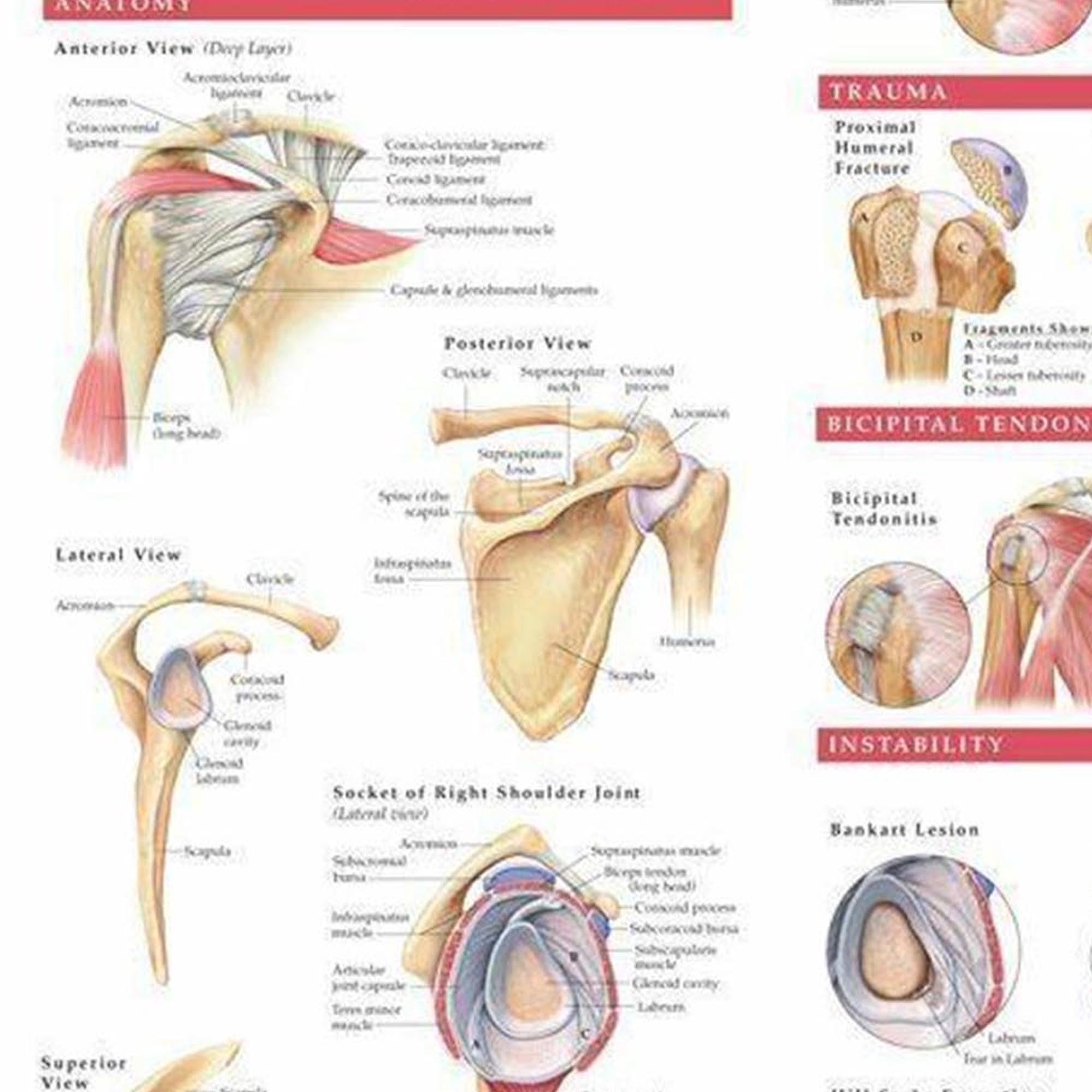 Anatomy And Injuries Of The Shoulder Anatomical Chart Prints