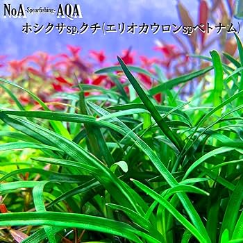☆　極珍種！ 美種！ホシクサspペドラスター プランツ　ホシクサ　水上育成株 2025年最新】ホシクサspの人気アイテム - メルカリ