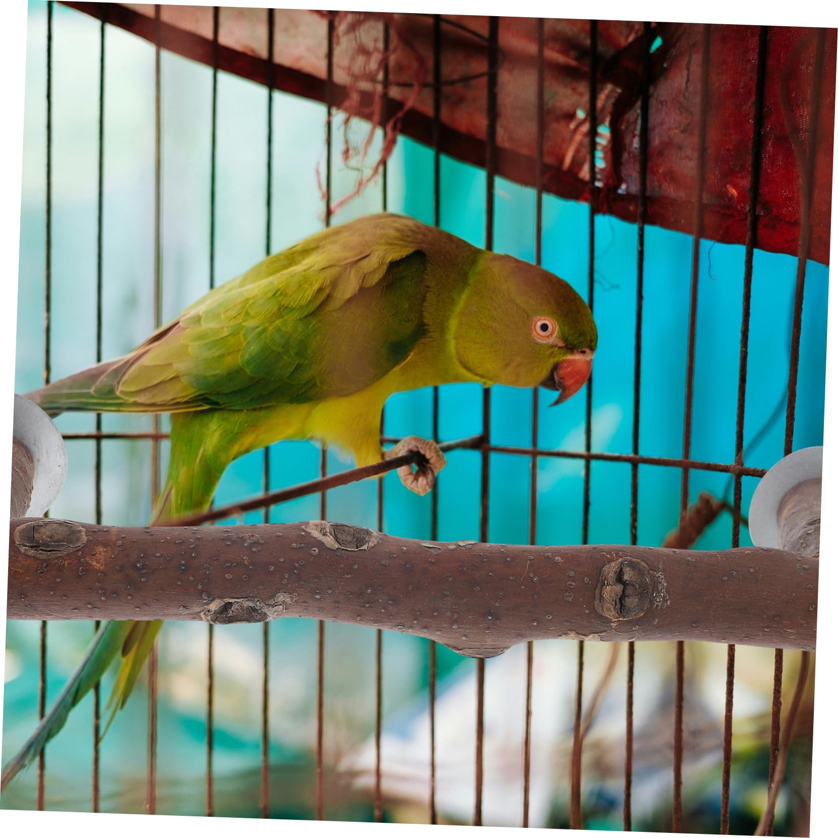 Happyyami 4stücke Vogel Perch Stand Für Papageien Stabiler Und Sicherer Für Nymphensittiche Und Wellensittiche Geeignet Für Große Vogelkäfige Mit Natürlicher Holzstruktur Langlebig