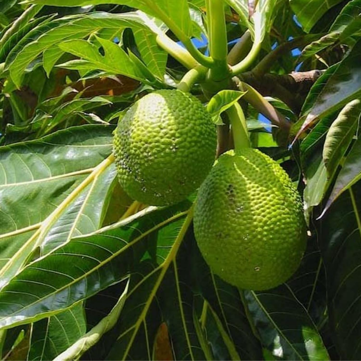 Hug A Plant | Breadfruit/Kadachakka (Grafted) (Artocarpus Altilis) Fruit Live Plant (Home & Garden)