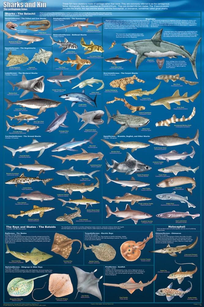 Feenixx Sharks and Kin Poster 24 x 36in 24x36 Print A233F