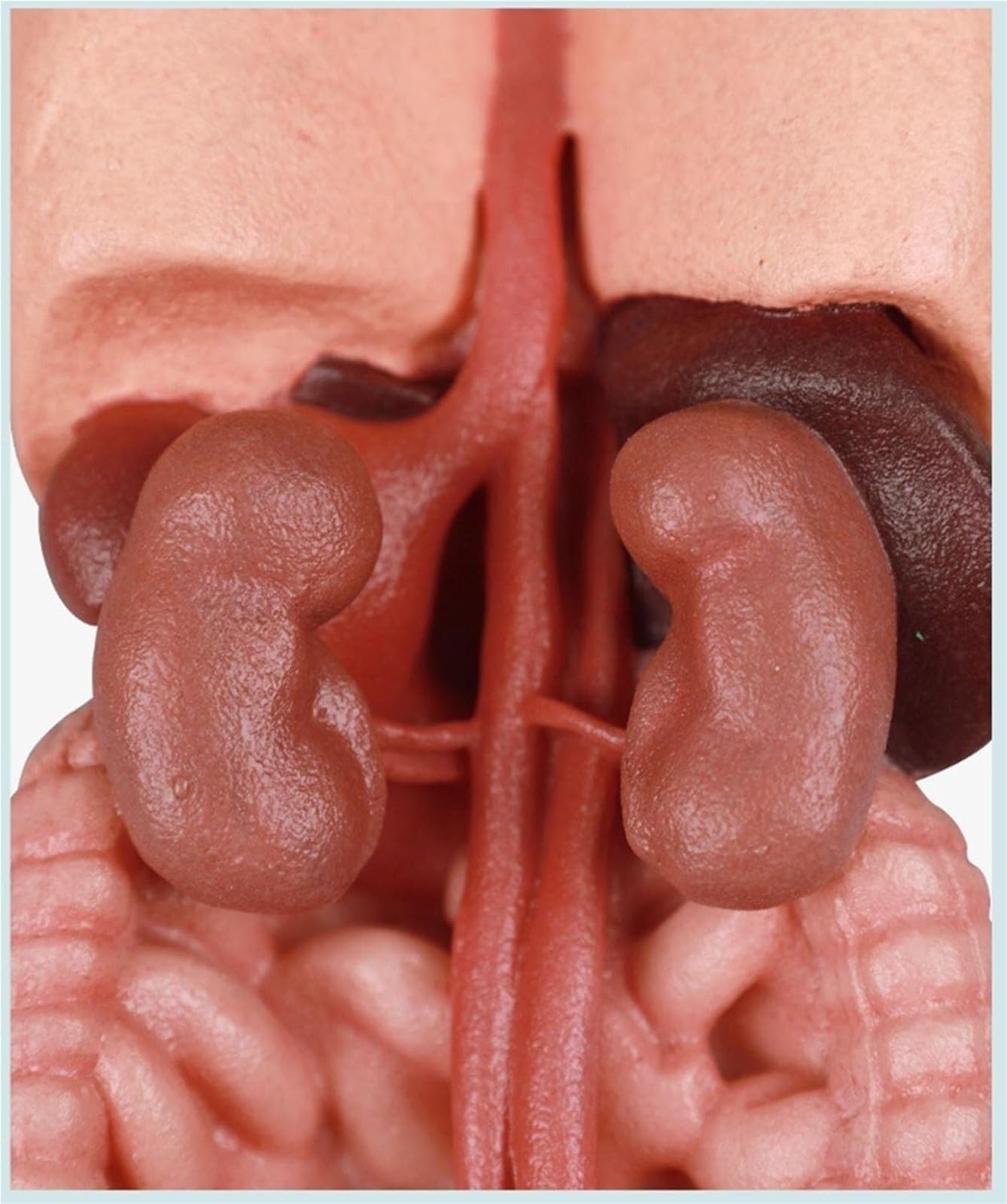 Zestaw do budowy anatomicznego modelu ludzkiego żołądka 3D z silikonu – edukacyjny model organu do użytku w placówkach opieki zdrowotnej, w tym w szkołach i wśród studentów
