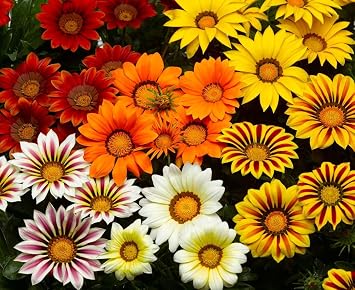 Seeds Treasure Flower Mix (Gazania) Annual Flowers for Planting