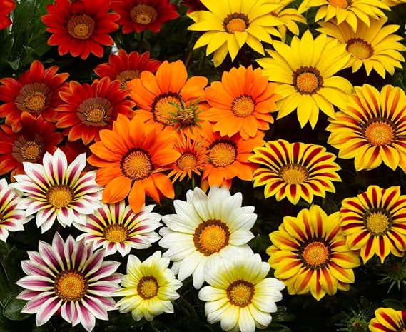 Seeds Treasure Flower Mix (Gazania) Annual Flowers for Planting