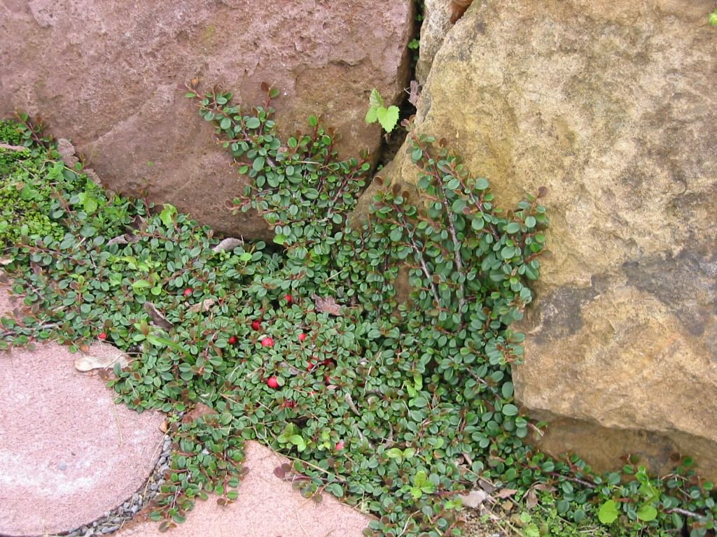Stauden Gänge 10 x Cotoneaster dammeri 'Stribs Findling' Zwergmispel | Immergrüner Bodendecker für Sonne bis Halbschatten, Blüte Mai bis Juni, mehrjährig, 9x9 cm Topf