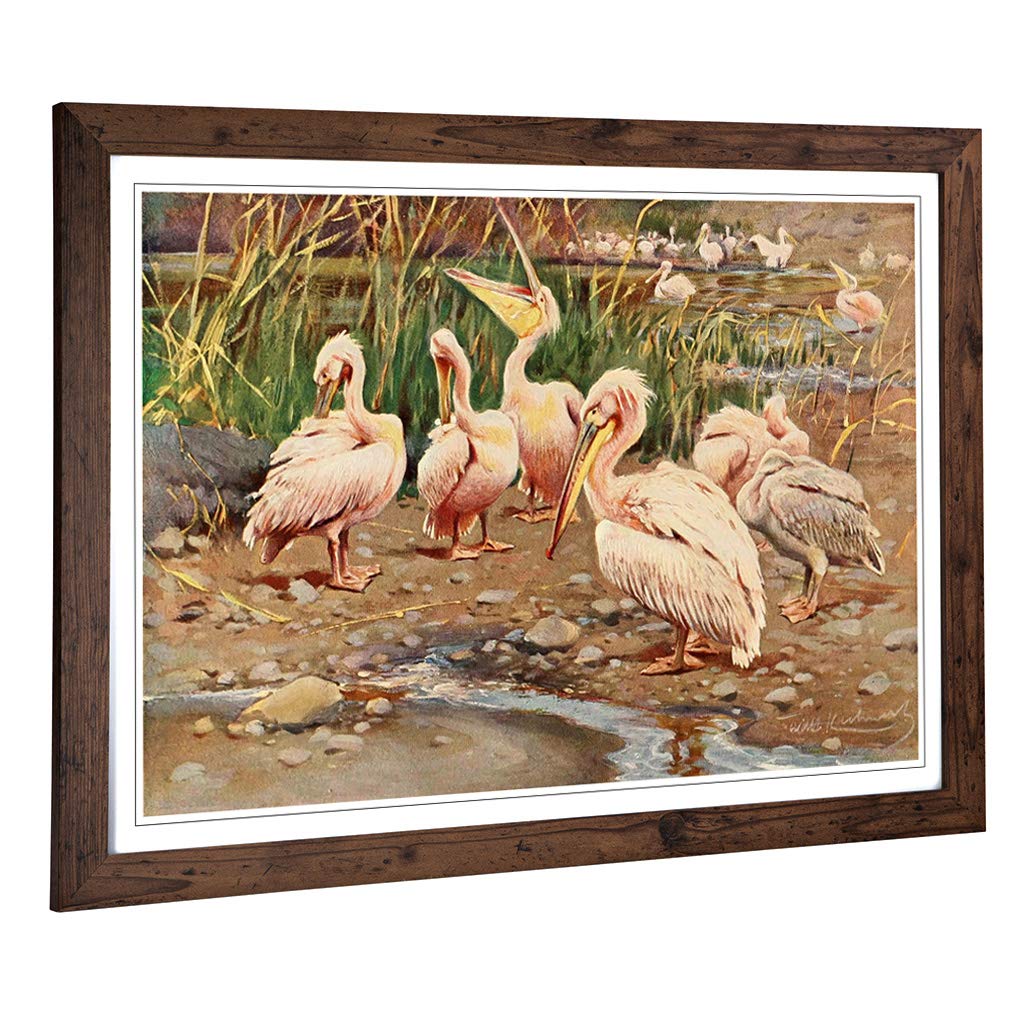 Big Box Art Framed Print of Vintage W Kuhnert White Pelican Design | Wall Art Picture | Home Decor for Kitchen, Living Room, Bedroom, Hallway, Walnut, A2 / 24.5x18 Inch / 62x45cm