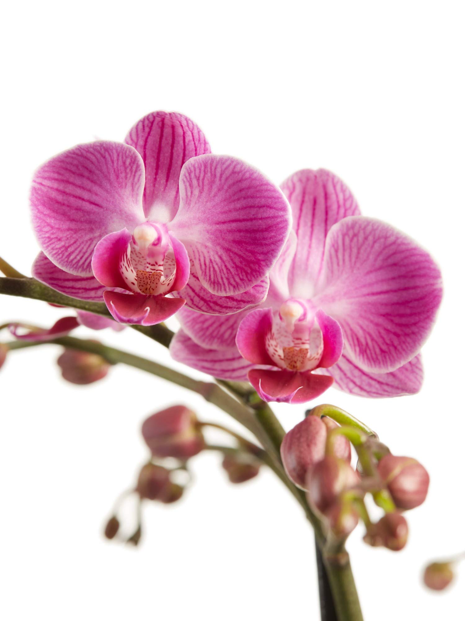 Orchidee von Botanicly  Schmetterlingsorchidee lila  Hhe: 50 cm, 2  Triebe, weie Blten  Phalaenopsis multiflora : Amazon.de: Garten