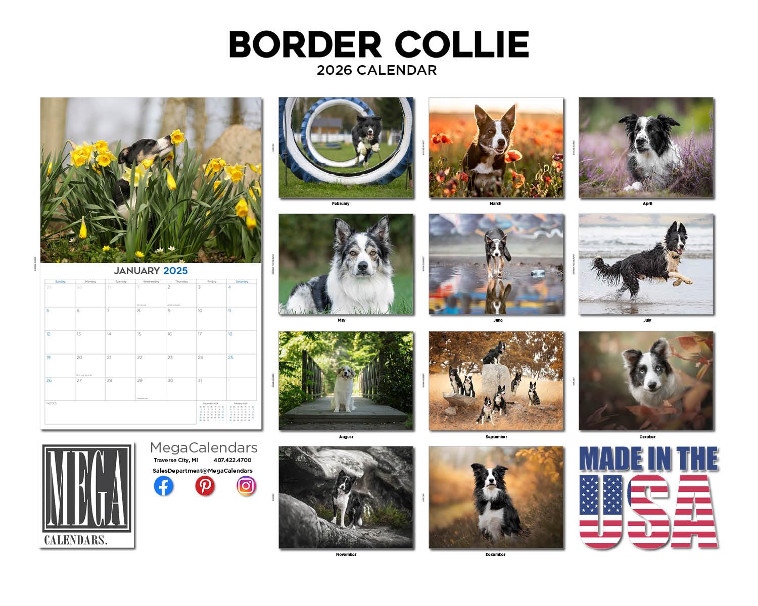 Kalendarz Border Collie 2024 2025 - miesięczny kalendarz ścienny rasy psów, 30 x 45 cm, otwarty, gruby papier bez przebarwień, prezent - akademicki planer nauczyciela organizacja i planowanie