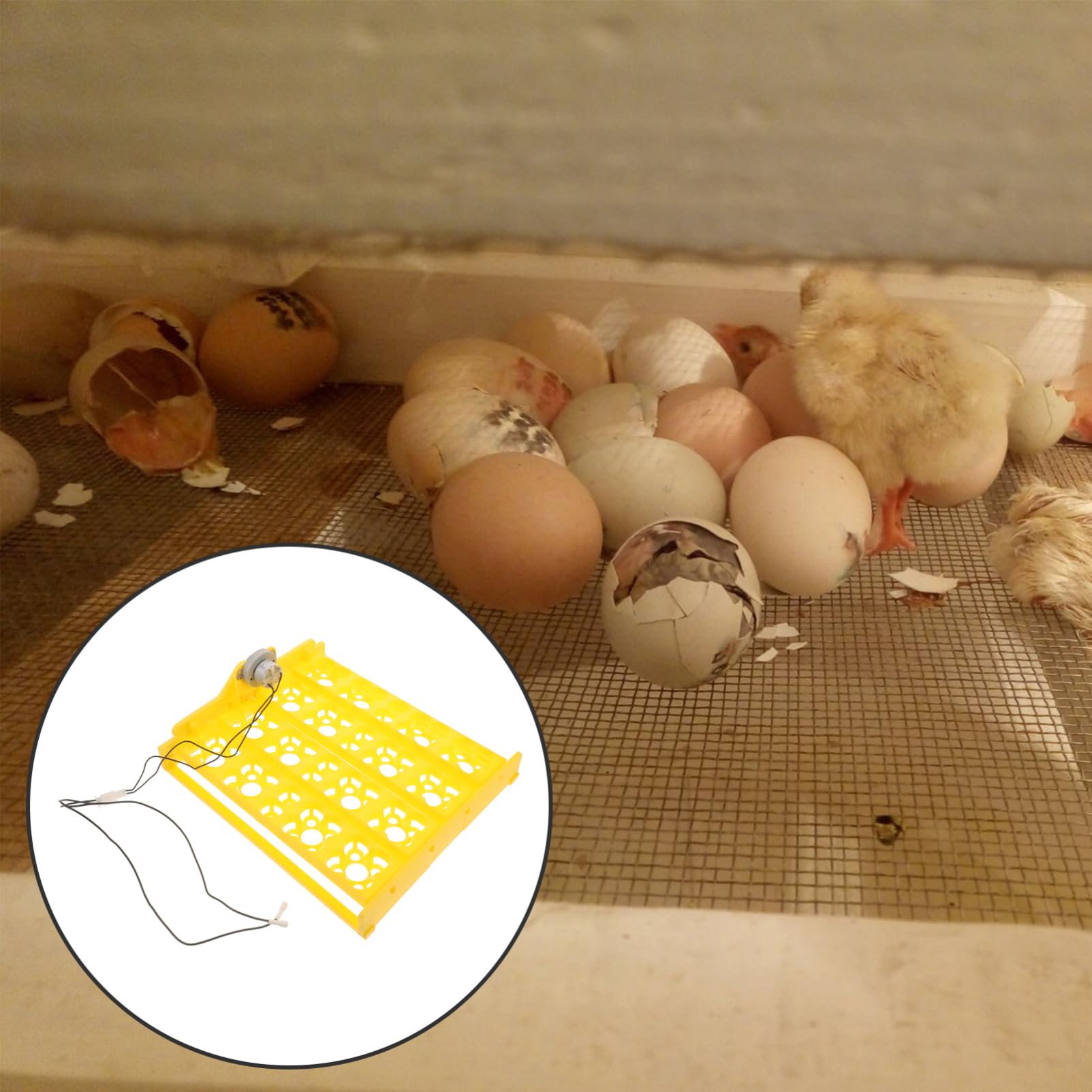 ibasenice Bandeja de Incubación Automática 16 Piezas de Plástico Reutilizable y Estable para Huevos de Codorniz y Pavo para Uso Doméstico en Incubadoras