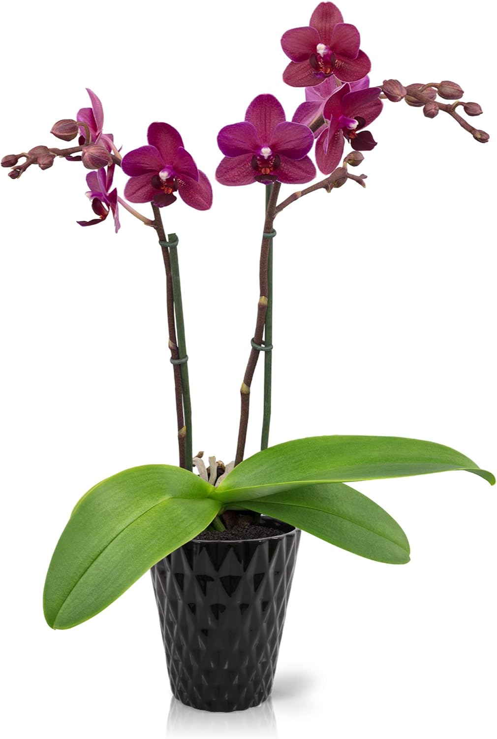 Color Orchids AMZ1101DMDBLK2PK Live Double Stem Diamond black, 20"-24", Pink Blooms. Orchid Plant in Ceramic Pot