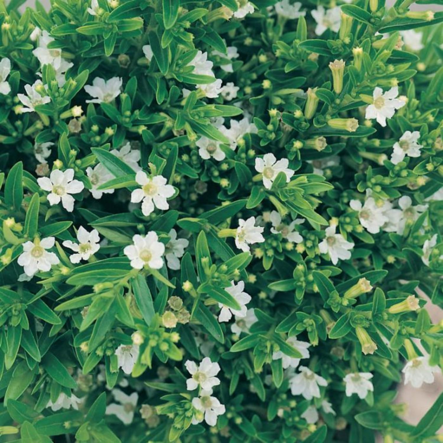 See full amazon price history chart for Hug A Plant | Khufiya | Cuphea Hyssopifolia (Kufiya) (White) Mexican Heather | False Heather Flowering/Ornamental Live Plant (Home & Garden) Hug A Plant | Khufiya | Cuphea Hyssopifolia (Kufiya) (White) Mexican Heather | False Heather Flowering/Ornamental Live Plant (Home & Garden) (B0CKXSJ9LR) Amazon Price History, Amazon Price Tracker