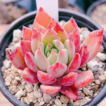 チェリー 多肉植物 楽天市場】多肉植物 skエケベリア チェリークイーン 多肉植物