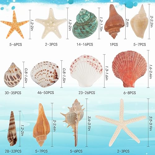 Miniatura 2 de Fangoo Conchas marinas mixtas de 1.5 libras, más de 130 piezas de conchas marinas de playa, conchas de ostra de mar de varios tamaños, conchas