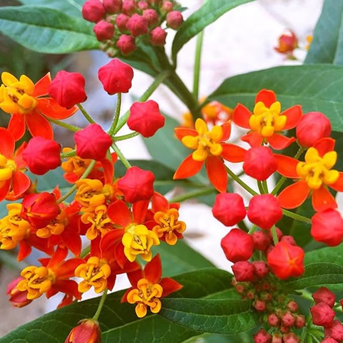 Semillas de Flores Asclepias Curassavica Haloppe 30 Unidades para Jardín en Casa