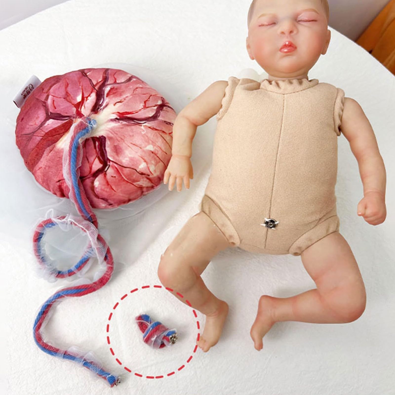 Modèle de bassin de démonstration d'accouchement, section pelvienne féminine humaine, grossesse, fœtus anatomique, cordon ombilical, placenta, simulateur d'accouchement pour étude