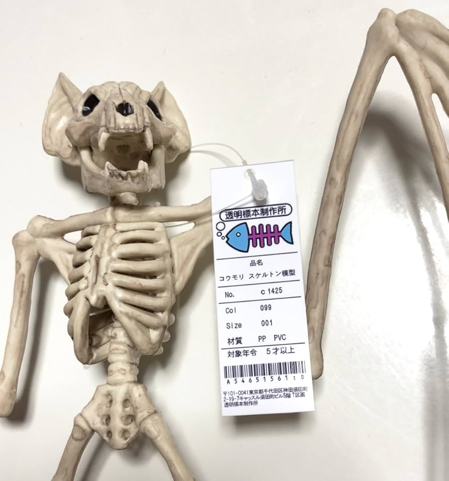 Amazon.co.jp: [透明標本制作所]恐怖！コウモリの骨 レプリカ[骨格標本