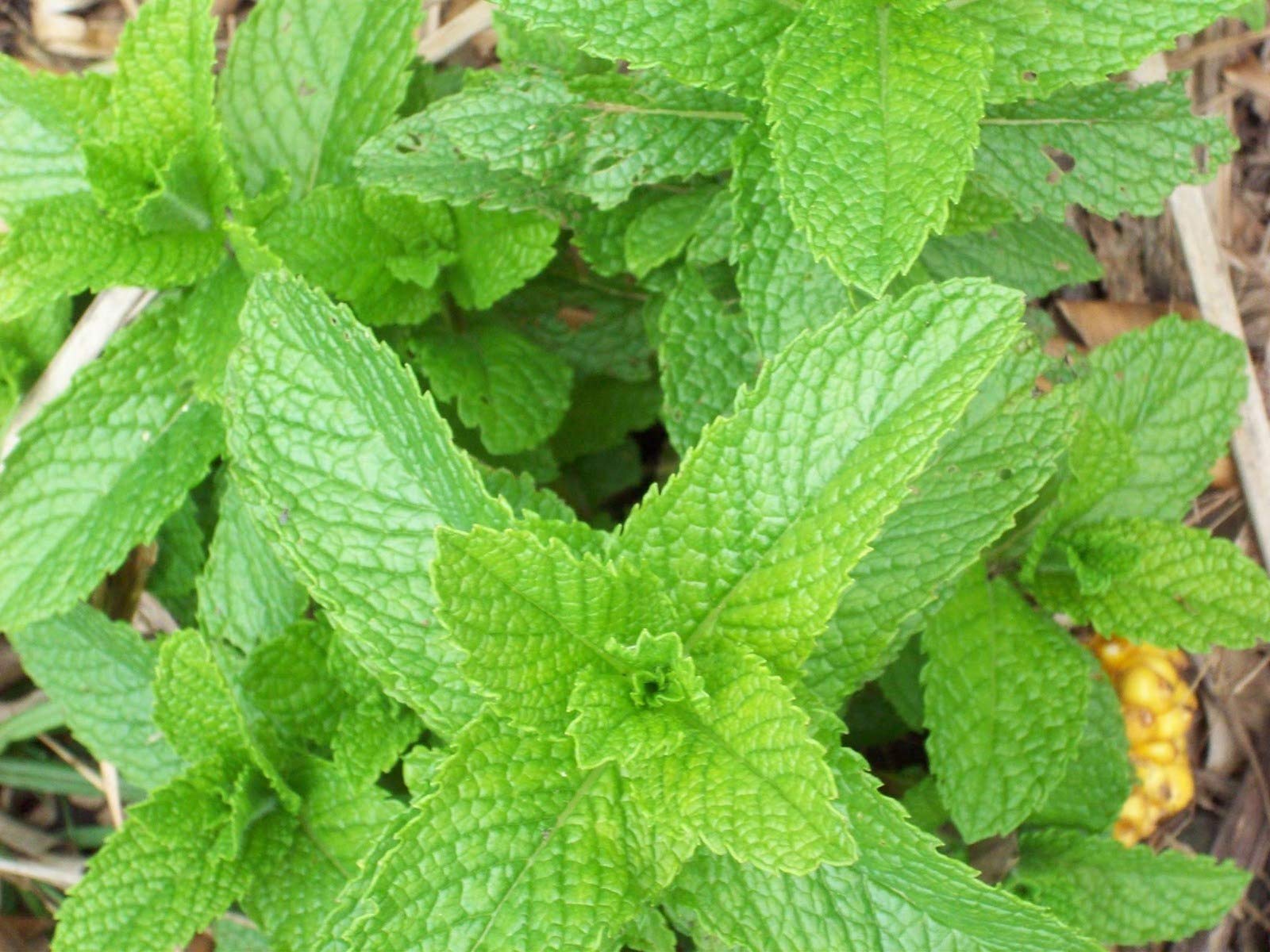 Spearmint Heirloom Open Pollinated Seeds - Mentha spicata - B320 (600 Seeds, 1/20 gram)