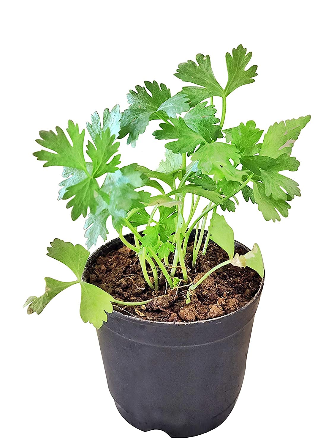 ADITYA GREEN PLANTS AGP™ Celery Live Plant (1 live plant in Poly bag)